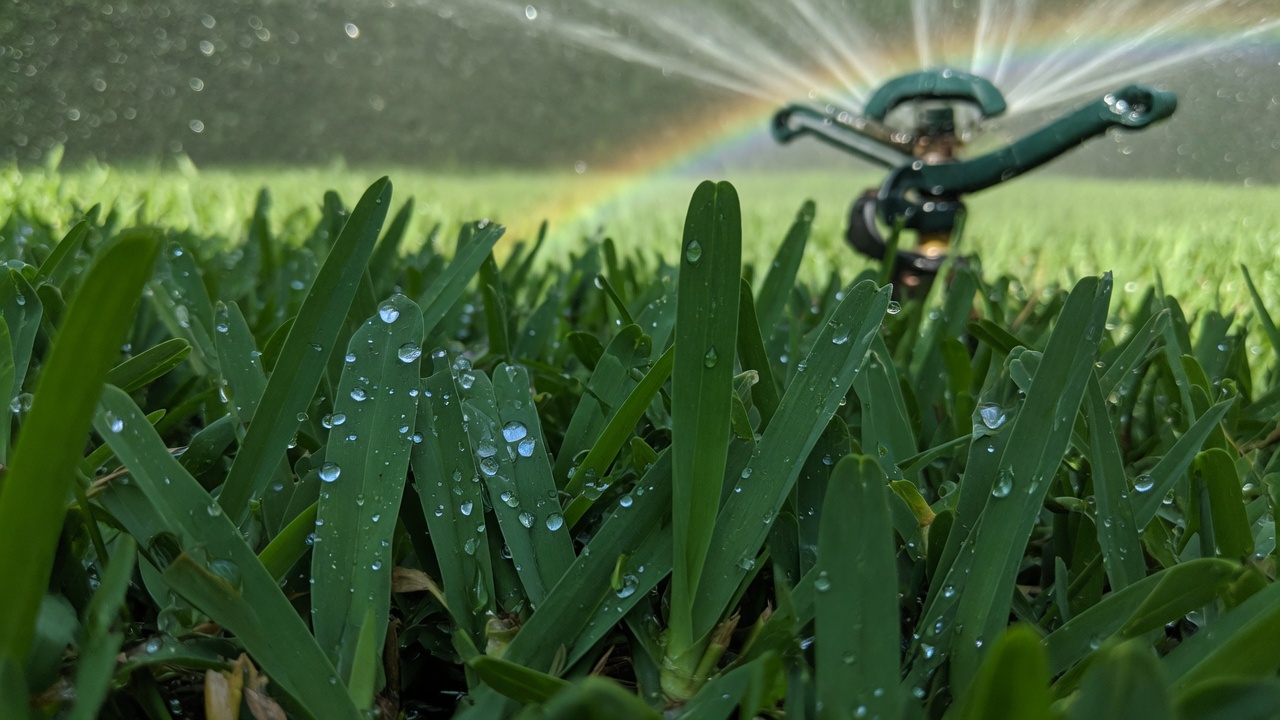 Close-up of St. Augustine grass blades on a Houston lawn