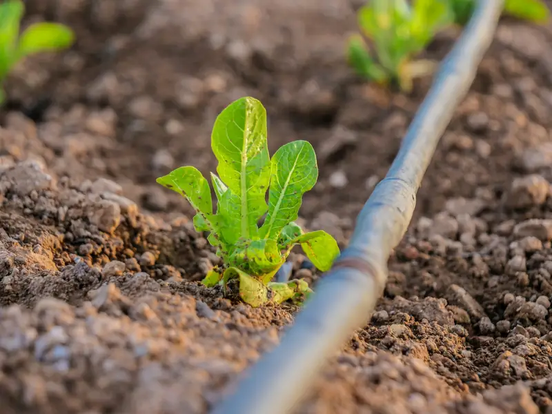 Drip irrigation tubing running past a young plant in soil
