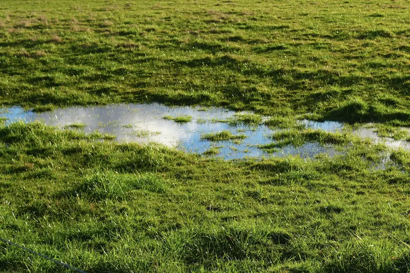 Close-up of a puddle sitting in soggy green grass