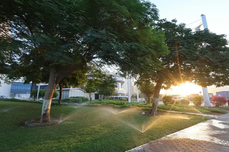 Sprinklers watering a shady lawn under trees with the sun low behind them