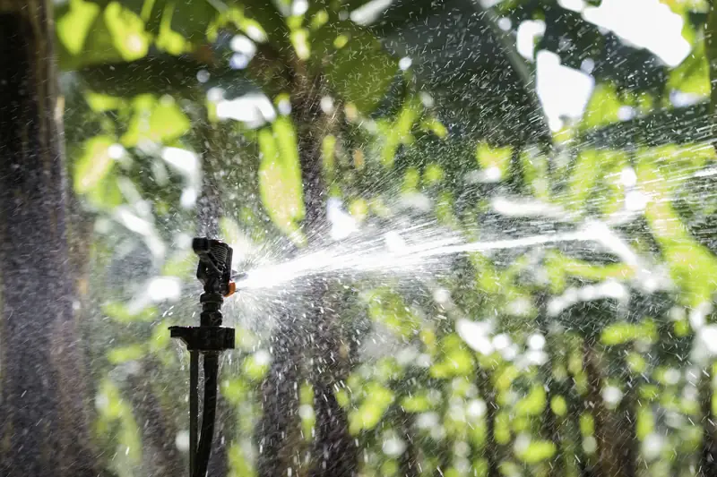 Sprinkler on a riser spraying water through garden plants