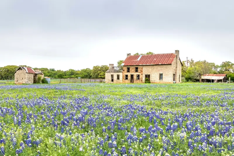 Field of Texas bluebonnets in front of an old stone farmhouse